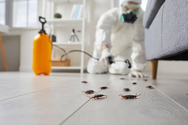 Affordable Termite Control solutions in Edgeworth, PA